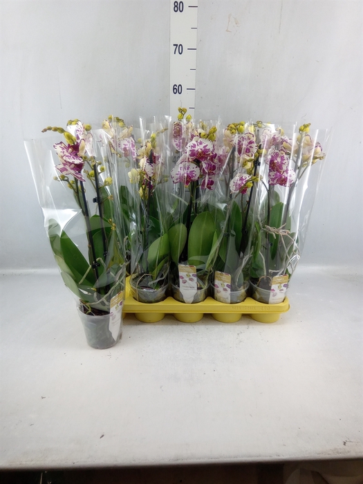 <h4>Phalaenopsis ...</h4>