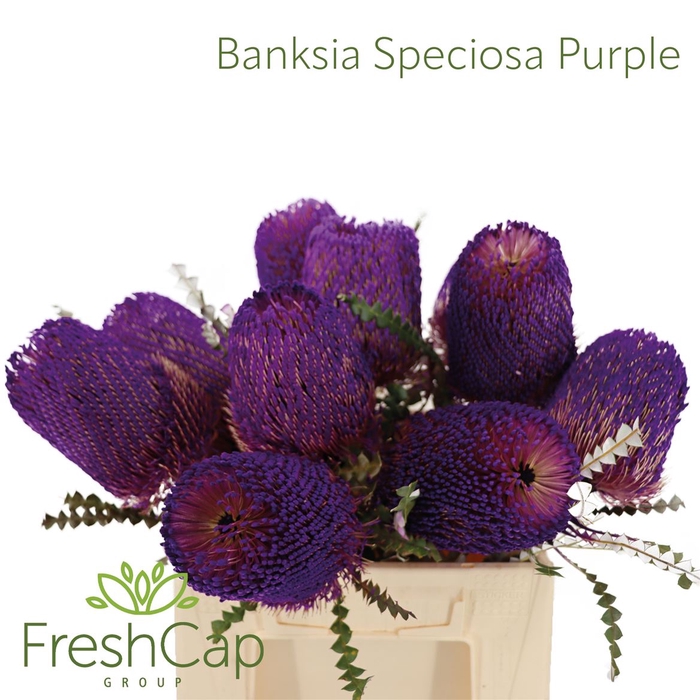<h4>Banksia Speciosa Purple</h4>