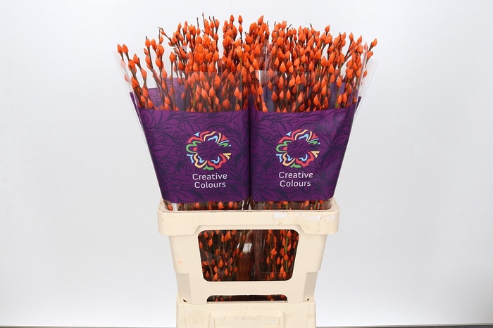 <h4>Salix paint pussy willow orange</h4>