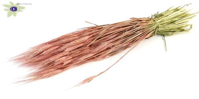 <h4>Hordeum per bunch frosted pink</h4>