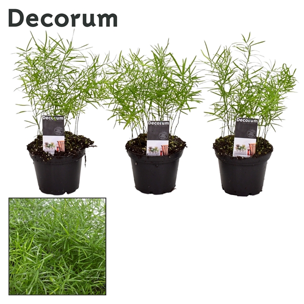<h4>Asparagus densiflorus 'Sprengeri' 7 cm (Decorum)</h4>