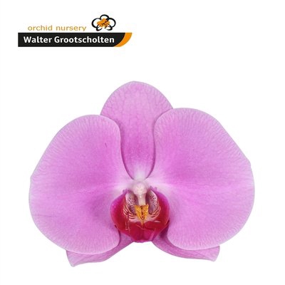 <h4>Phalaenopsis happy valentina (per flower)</h4>