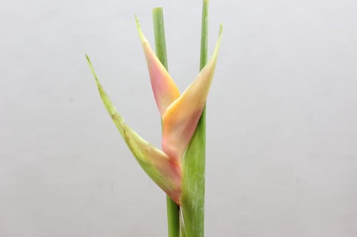 <h4>Heliconia</h4>
