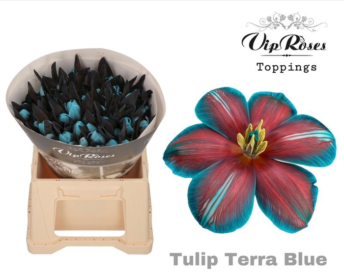 <h4>Tulipa si paint terra blue</h4>