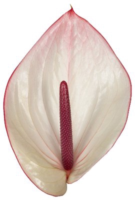 <h4>Anthurium facetto</h4>