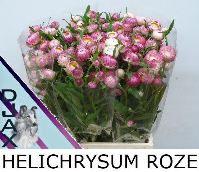 <h4>Helichrysum light pink</h4>