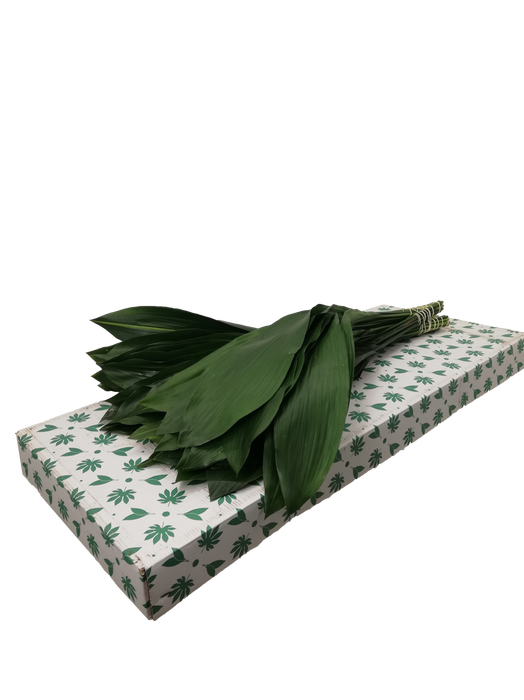 <h4>ASPIDISTRA 80CM IT</h4>