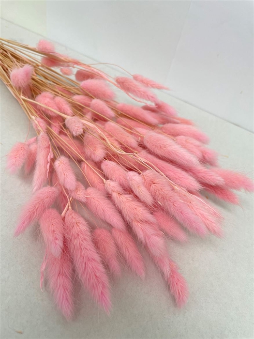 <h4>Dried Lagurus Bleached Light Pink Bs</h4>