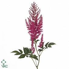<h4>Astilbe ar else schluc</h4>