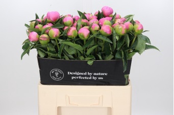 <h4>Paeonia monsieur jules elie</h4>