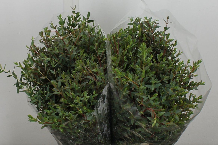<h4>Euca Parvifolia Kort 150 Gr.</h4>