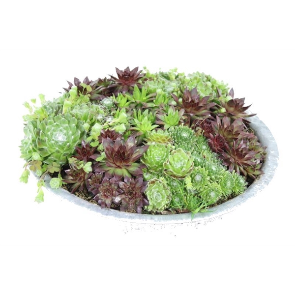 <h4>Sempervivum gemengd (potvol)</h4>