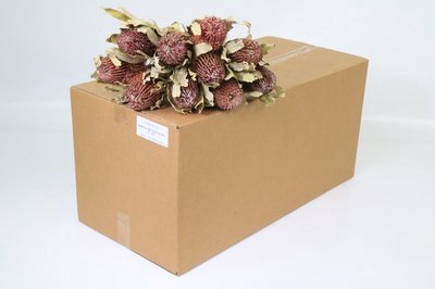 <h4>Banksia menziesii</h4>