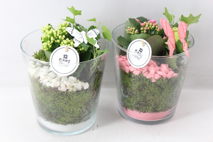 <h4>arr2 PL - Glas pot x3 - roze/wit</h4>