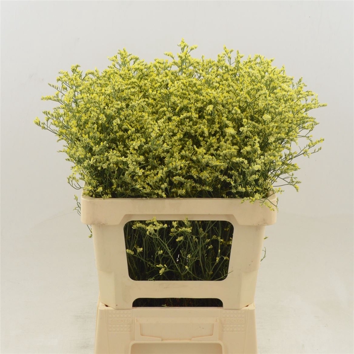 <h4>Limonium Sinense China Summer</h4>
