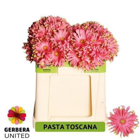 <h4>Ge Kv Pasta Toscana</h4>