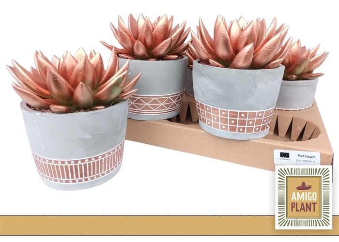 <h4>Echeveria Miranda Bronze In Pot P12</h4>