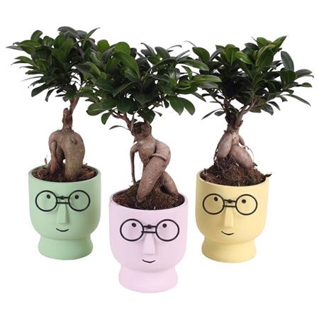 <h4>Ficus Mi Ginseng Keramiek Happy Glasses</h4>