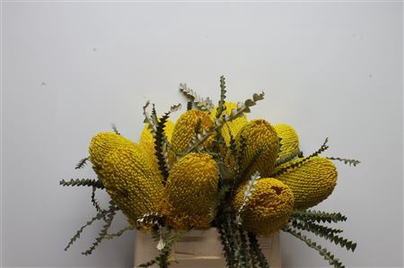 <h4>Banksia Sp Yellow</h4>