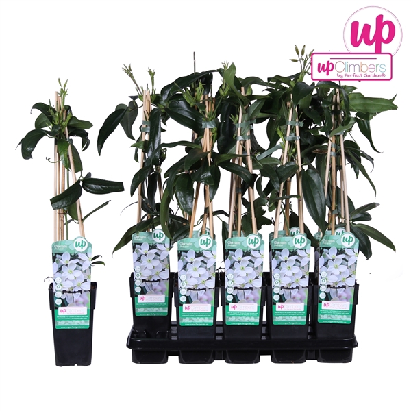 <h4>Clematis armandii P15</h4>