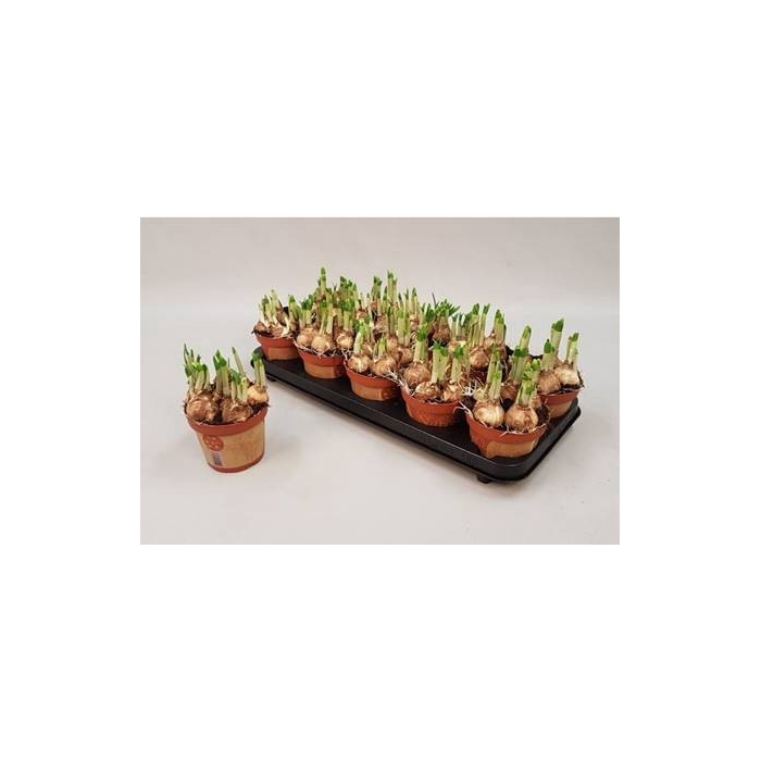 <h4>Narcissus Tete a Tete 12Ø 15cm</h4>