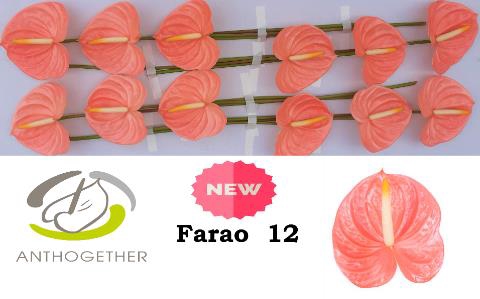 <h4>Anthurium farao</h4>