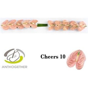 Anth A Cheers 10 Small Pack