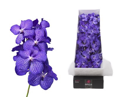 <h4>Vanda blue magic</h4>