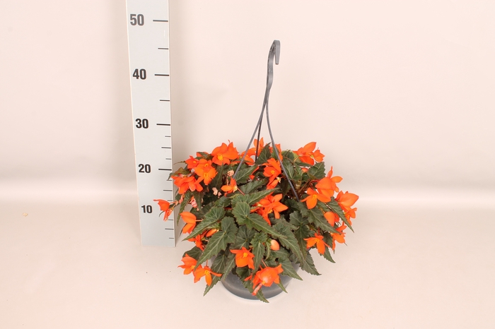 <h4>Hangpot 23 cm Begonia orange</h4>