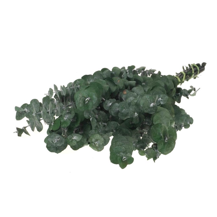 <h4>Eucalyptus baby preserved A SB moss green</h4>