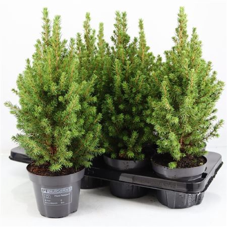 <h4>Picea Glauca December P13</h4>