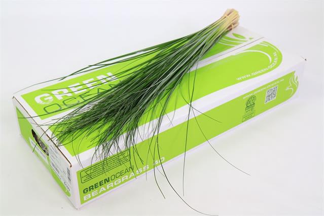 <h4>Leaf beargrass Green Ocean</h4>