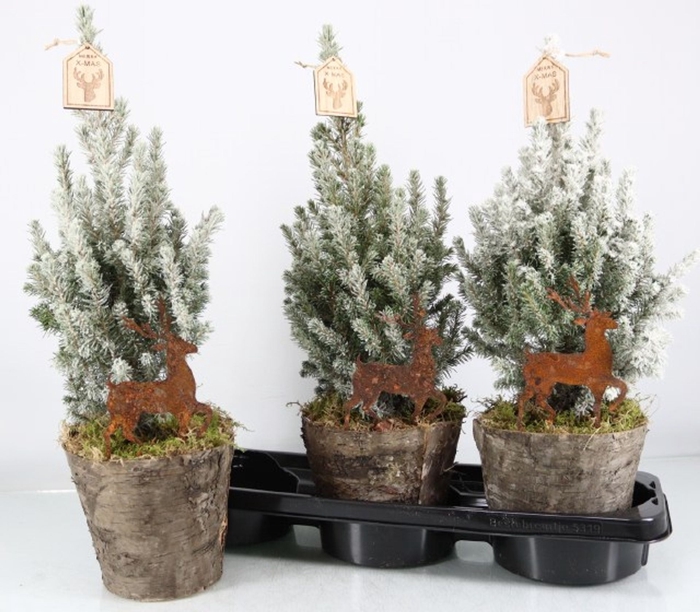 <h4>Picea glauca Perfecta</h4>