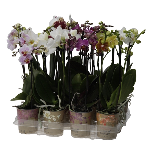 <h4>Kolibri Orchids Phalaenopsis Mix 2 spike big flower</h4>