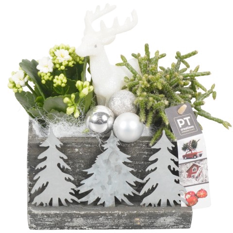 <h4>PTCHS7382 Arrangementen Kerst</h4>