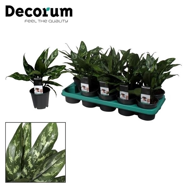 <h4>Aglaonema Maria (Decorum)</h4>