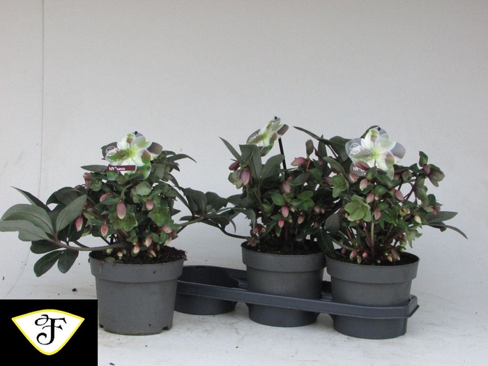 <h4>Helleborus x ericsmithii Viv Valeri</h4>