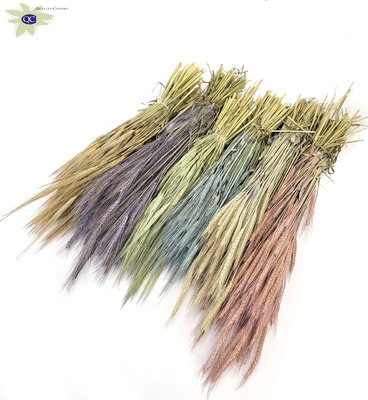<h4>Hordeum per bunch mixed colors frosted</h4>