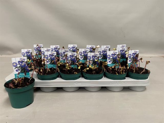 <h4>Anemone blanda Blue Shades</h4>