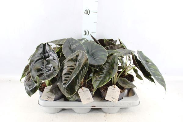 <h4>Alocasia   ...</h4>