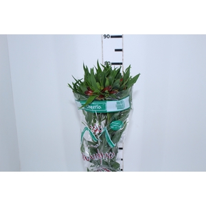 ALSTROEMERIA CHEERIO 080 CM