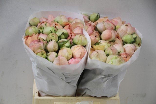 <h4>Ranunculus clooney grand pastel</h4>