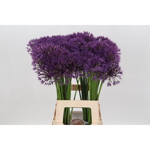Allium Purple Rain