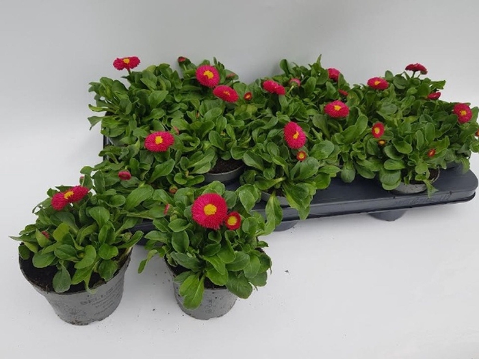 <h4>Bellis perennis Rusher Red</h4>