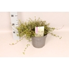 vaste planten 19 cm  Muehlenbeckia