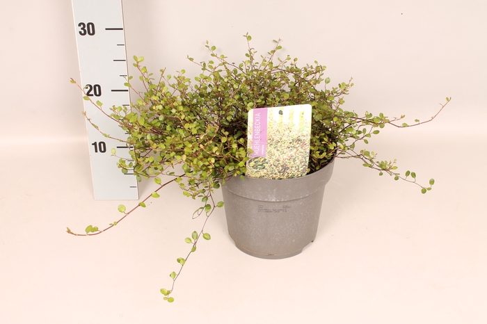 vaste planten 19 cm  Muehlenbeckia