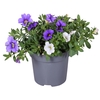Cali mix Trio 3 kleur in pot mixkar