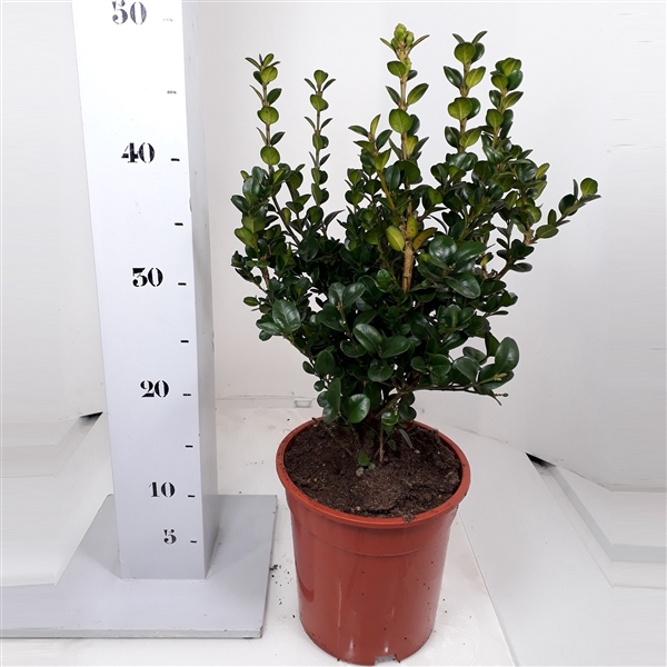<h4>Buxus sempervirens Rotundifolia 30cm struik</h4>