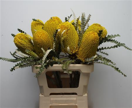 <h4>Banksia Sp Yellow</h4>