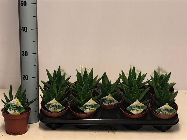 <h4>ALOE PERFOLIATA</h4>